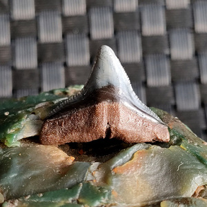 美国鱼牙齿化石 原石 动物牙齿 矿化玉化好 牙长2.2厘米(2号)