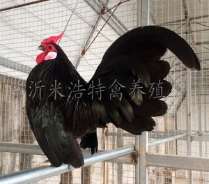 大帽子观赏鸡 波兰观赏鸡 宠物鸡活体鸡元宝鸡受精蛋种蛋