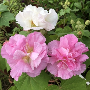 当年开花盆栽重瓣醉芙蓉花苗 木芙蓉 三醉芙蓉树苗耐寒室内外绿植