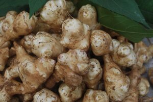 东北纯野生姜不辣新鲜洋姜鬼子姜腌制泡菜酱菜咸菜5斤35包邮