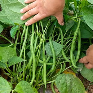 豆角种子 泰国地豆种子 不用搭架豆角矮生豆角种子