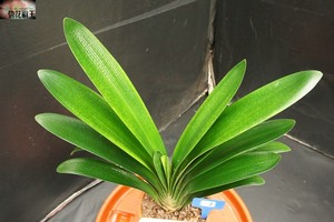 【长春任师傅君子兰】3年兰 211205-长春老短叶 油匠短叶 毛兰串2