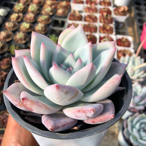 野卡北极熊布兰迪多肉植物组合盆栽绿植花卉室内盆栽绿植吸收甲醛