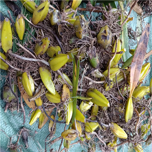 温州雁荡山独叶岩珠 单叶岩珠