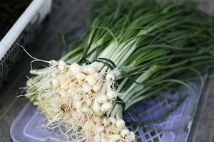 野葱新鲜野生湖南