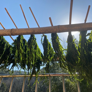 001人付款淘宝宁波象山优质海苔 海苔条苔菜条 鲜香新鲜晒干水产 天然