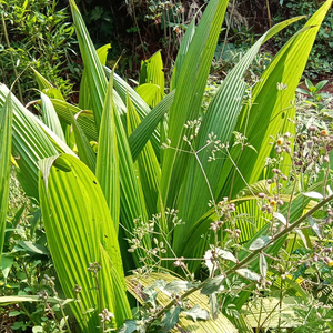 四川乐山新鲜粑叶整张犍为叶儿粑猪儿粑新鲜黄粑叶子泡粑仙茅船叶