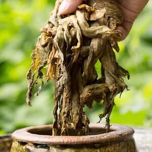 四川下饭老盐菜农家青菜乐山特产犍为手工坛腹梅干菜长干咸菜扣肉