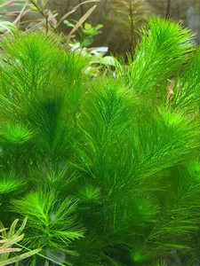 绿羽毛后景阴性水草鱼缸水族造景活体淡水植co2水下叶有茎草新手