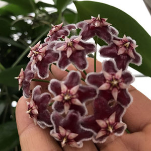 室内爬藤垂吊花卉盆栽 球兰花苗 黑龙球兰 球兰变种 包对版