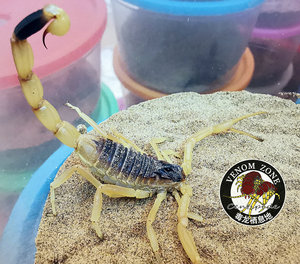 黑背以色列金蝎 leiurus quinquestriatus hebraeus lqh 黑背以金