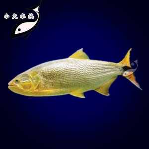 123456li森淘宝黄金河虎鱼河虎鱼巴西红尾河虎鱼龙鱼配鱼猛鱼观赏