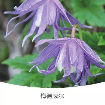 长瓣铁线莲梅尔维尔塞西尔粉色秋千粉红玛卡珍妮拉古紫梦柠檬之梦