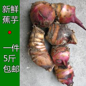 野生蕉芋儿粗粮芭蕉芋头块蕉芋芽蕉木芋白金芋现挖新鲜非粉