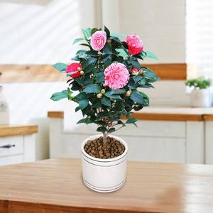 七仙女茶花盆栽品种山茶花苗木红五色赤丹带花苞庭院阳台花卉植物