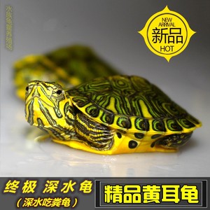 深水龟黄耳龟鱼缸混养清洁冷水热带淡水龟吃粪混养观赏龟观赏宠物