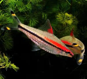 一眉道人 活体鱼 双线鱼 活体鱼 热带小型鱼5公分 小鱼活 观赏鱼