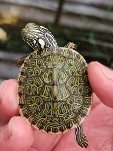 【格兰德龟】格兰德龟品牌,价格 - 阿里巴巴