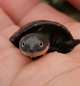 kobe布莱恩特s77834352淘宝粤鳄社 红玛塔龟枯叶龟