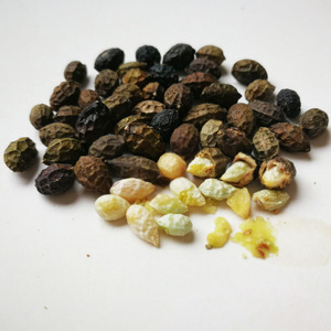 鸦胆子中药材鸦胆籽仁250克 老鸦胆苦参子鸭蛋子 大粒饱满多油