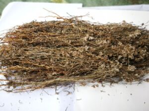 中药材声色草500克 辛苦草 广白头翁 过饥草 白头康 蟳仔草