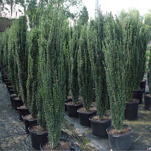 武汉裕康园林直立冬青 朝天笔树苗 直杆钝齿冬青天空之笔树苗绿篱