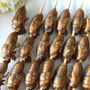 bbq夏季烧烤新鲜金蝉串知了龟唐僧肉野生蝉蛹烧烤食材蝉爬叉20串