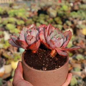 露养控养多肉植物赫拉群生老桩 一物一拍满48包邮(10.27实拍)