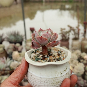 露养控养多肉植物蓝粉台阁全木质老桩一物一拍满48包邮3.11实拍