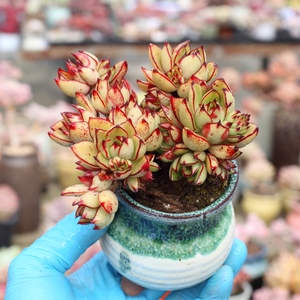 露养控养多肉植物新品黄金骑士黄金雨群生老桩 48包邮 3.10实拍