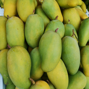云南保山潞江坝新鲜老品种芒果黄芒果树上自然成熟5斤装美味包邮