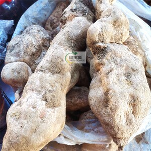 云南特产农家自种新鲜蔬菜 洋丝瓜根 洋瓜 佛手瓜根 寿瓜500g包邮