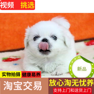 基地直营纯种京巴幼犬出售北京狮子狗小型家养宠物狗狗活体