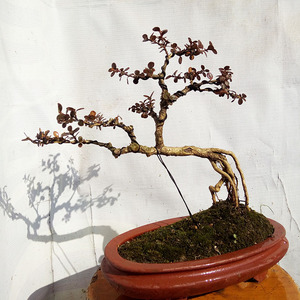 正宗珍珠黄杨 鱼鳞木 盆景树桩 室内办公桌客厅 盆栽四季常青植物