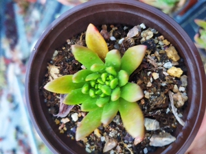 朵妈小花园绿体无霜初霜仙女杯爱杜丽丝奴婢吉娜多肉