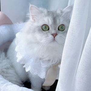 白色猫咪围脖布偶英短项圈比熊狗狗蝴蝶结围兜可调节宠物口水巾