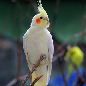 玄凤鹦鹉活体手养黄化原始灰白子派特宠物鸟公母一对可繁殖会说话