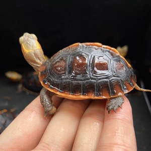 黄缘龟幼龟闭壳皖南安缘台缘盒龟小乌龟活物人工龟苗缘龟活体龟箱