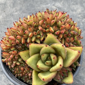 一物一拍艾克魂缀化多肉 口红缀化多肉 实图拍摄 coco花房