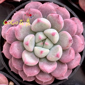 一物一拍雪桃多肉 韩国新品杂交正版精品多肉植物盆栽 coco花房