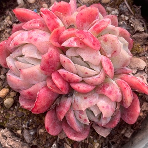 一物一拍胭脂贝瑞多肉 群生胭脂贝瑞 实图拍摄 coco花房