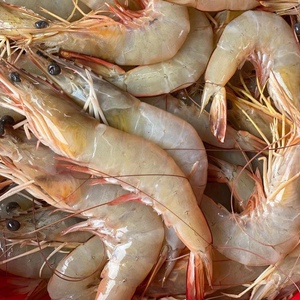 博贺渔港野生天然海捕白虾对虾明虾硬壳大虾1斤10-15只