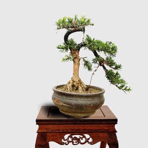 实拍小型罗汉松盆景树桩 下山桩熟桩 大师手笔 造型优美 按图发货