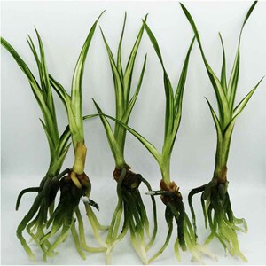 兰花瓶苗组培苗