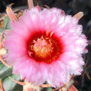 凌波仙人球实生羽毛花红花强粗红刺曲刺宽刺金琥防辐射室内小盆栽