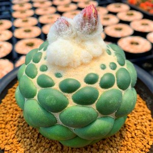 无刺象牙仙人球稀有品种长大退刺出雪顶绿植多肉植物防辐射小盆栽