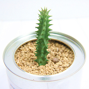 犀牛角多肉植物大花角萝藦科肉肉植物绿色植物盆栽拼盘植物小盆栽