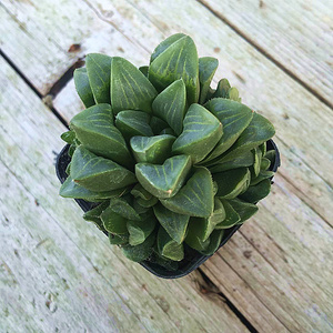 姬寿玉露大群生多肉植物十二卷属肉肉玉露植物透明寿类姬玉露日本