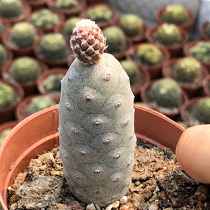 武藏野自根松笠团扇精品仙人球 桌面防辐射奇异植物盆栽