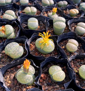 多肉植物紫薰 日轮 红窗玉生石花 琥珀玉pp花办公室奇趣绿植盆栽